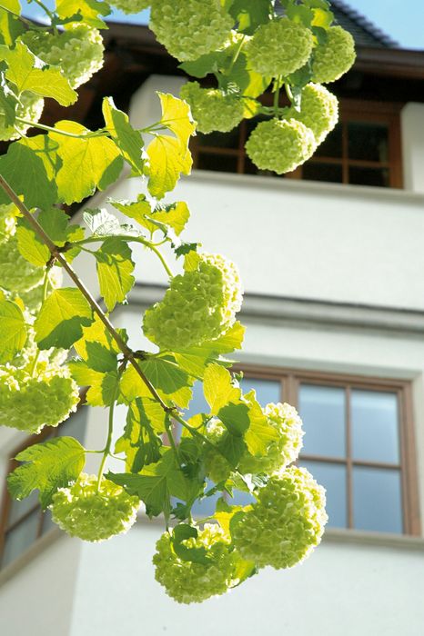 Grüne Schneeball-Blüten an einem Zweig vor einem Haus mit weißen Wänden und Fenstern