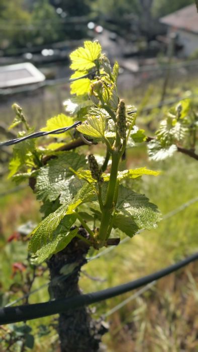Nahaufnahme einer Weinrebe mit jungen grünen Blättern an Drahtgestell im sonnigen Weinberg