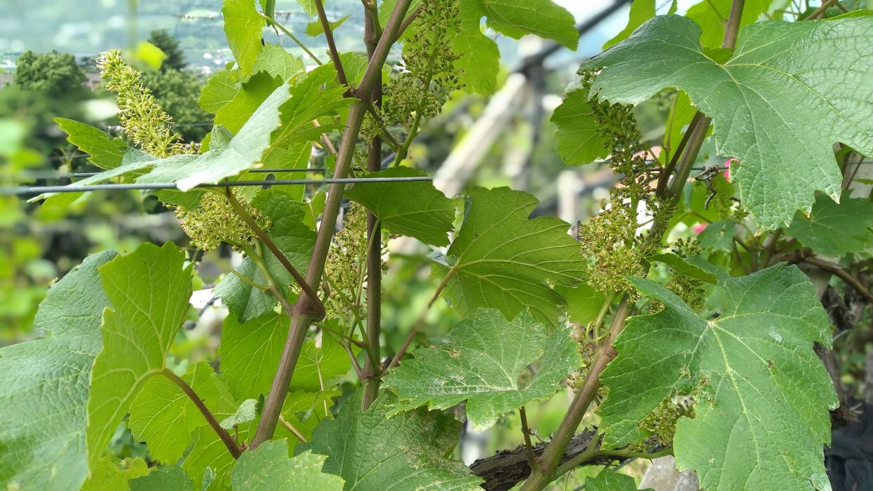 Grüne Weinreben mit jungen Trauben und Blättern in einem Weinberg