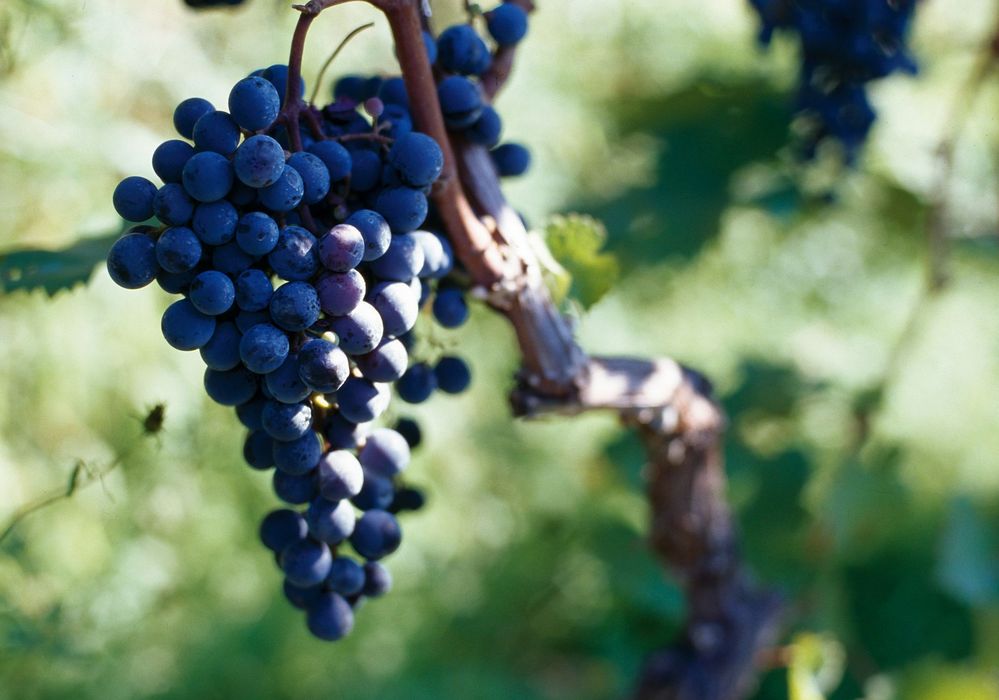 Reife blaue Trauben hängen an einem Weinstock im Sonnenlicht.