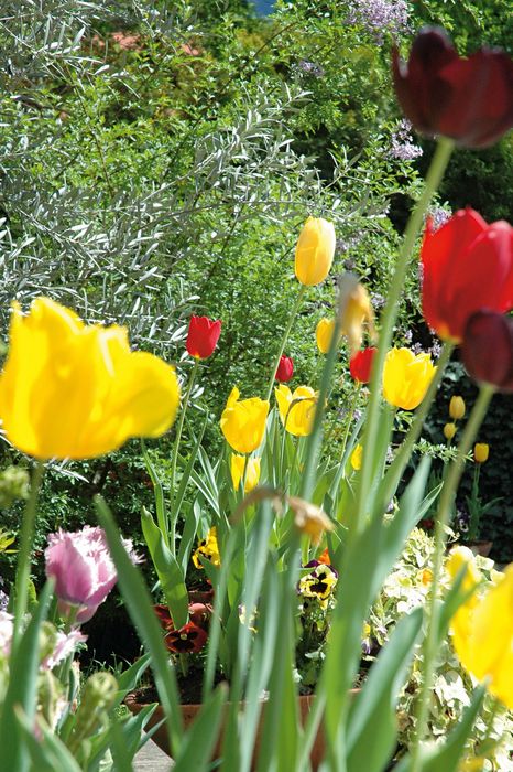 Bunte Tulpen in Gelb, Rot und Lila in einem Garten mit grünem Laub im Hintergrund