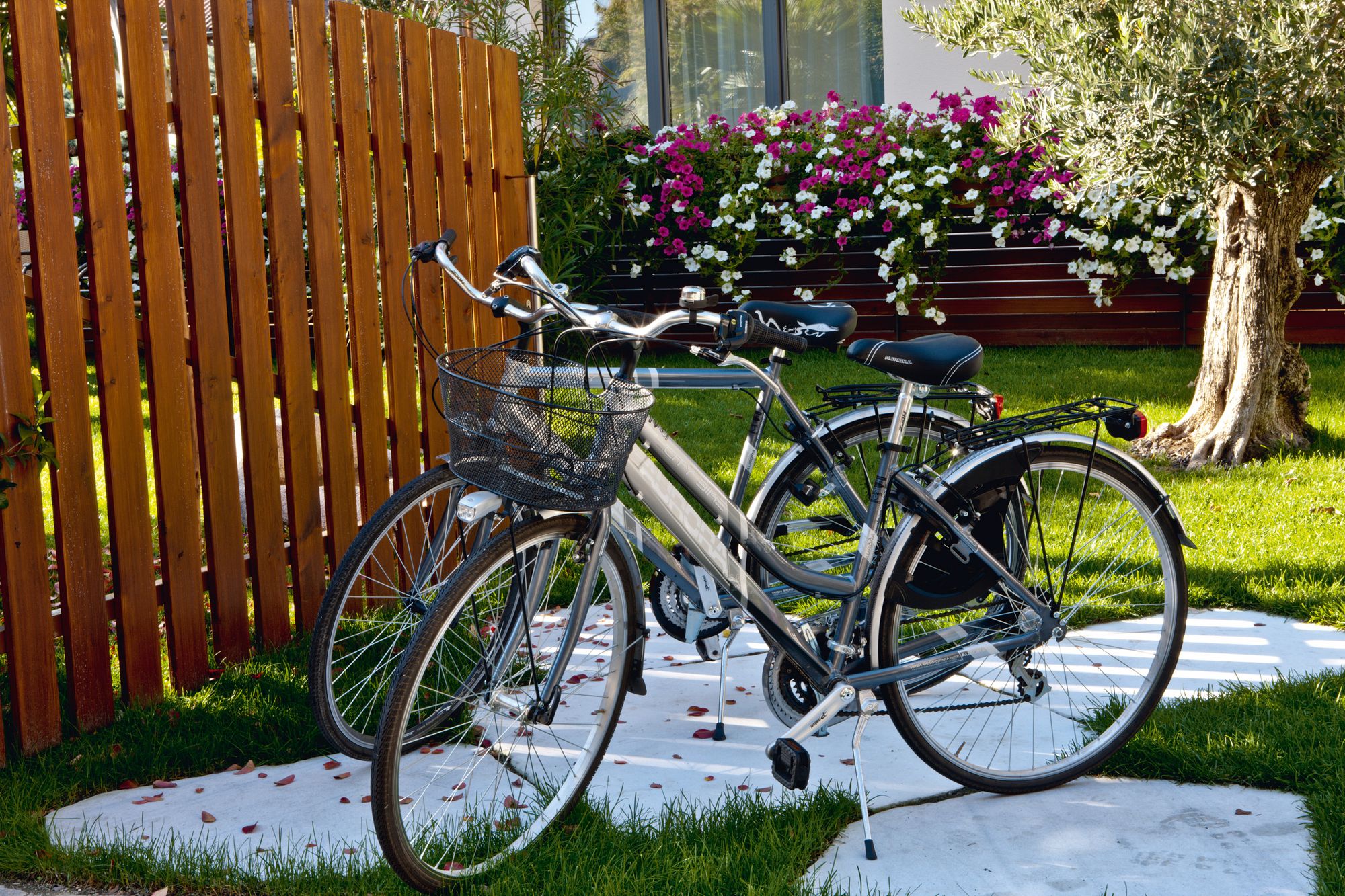 Due biciclette parcheggiate su un vialetto bianco in un giardino verde con siepe fiorita e albero d'olivo